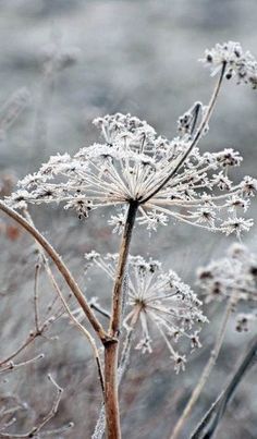 a close up of a plant with frost on it's leaves and flowers in the foreground