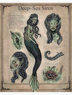 a drawing of a mermaid with different body parts