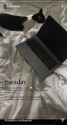 a black and white cat laying on top of a bed next to a laptop computer