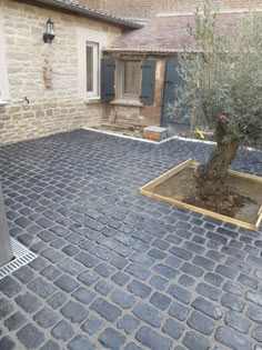 an olive tree in a potted planter on a cobblestone patio area