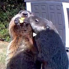 two groundhogs standing next to each other in front of a garage with their mouths open