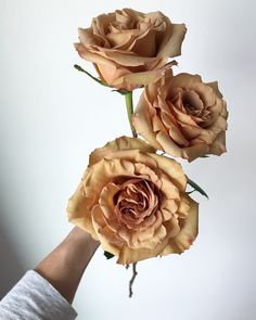 three roses are being held up by someone's hand in front of a white background