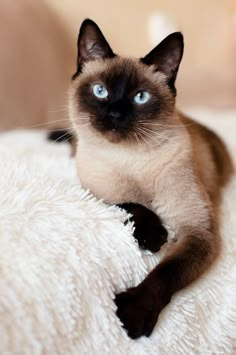 a siamese cat with blue eyes sitting on a white blanket and looking at the camera