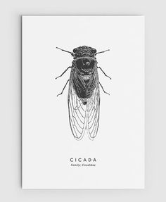 a black and white drawing of a cicada insect on a white paper background