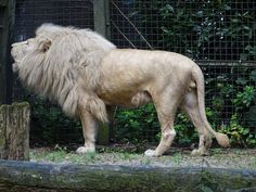 a large white lion standing next to a wooden post in front of a wire fence