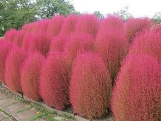 pink flowers line the side of a brick wall in front of green grass and trees