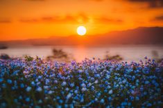 the sun is setting over a field of wildflowers