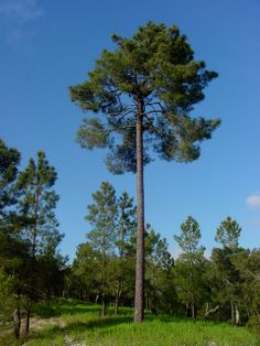 a tall pine tree sitting in the middle of a lush green forest under a blue sky