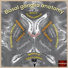 an image of the brain with words in different languages on it, including captions