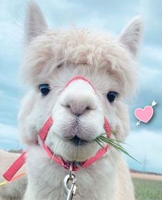 an alpaca with grass in its mouth is looking at the camera while on a leash