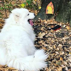 a large white dog laying on top of leaf covered ground next to a wooden sign