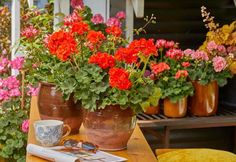 some potted flowers are sitting on a table