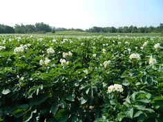 a large field full of green plants and white flowers