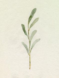 a watercolor painting of a single green plant