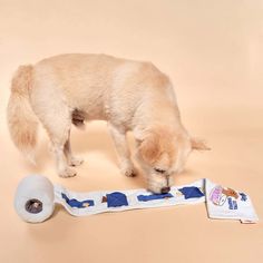 a dog playing with a roll of toilet paper on a beige background next to it's owner