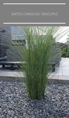 a plant that is growing out of the ground in front of some rocks and gravel