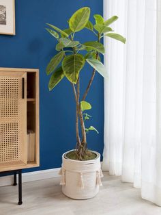 a potted plant sits in front of a blue wall