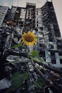 a large sunflower in front of an abandoned building