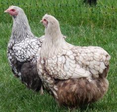 two chickens standing next to each other on a lush green grass covered field in front of a wire fence