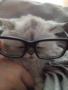 a cat wearing glasses while laying on top of a bed next to a persons hand