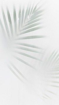 a palm leaf is shown in the fog