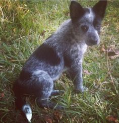 a small black and gray dog sitting in the grass