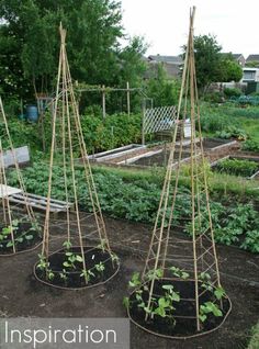 the garden is full of many different types of vegetables and plants, including straw poles