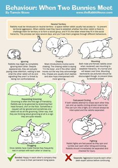 an info sheet describing the different types of bunnies and how they can be used