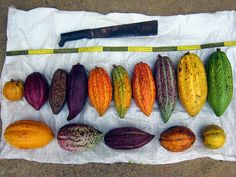 an assortment of fruits and vegetables are displayed on a piece of paper with a measuring tape