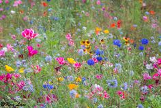 colorful wildflowers and daisies in a field