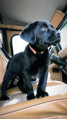 a black puppy sitting in the back seat of a truck