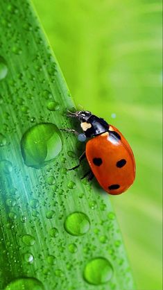 a ladybug sitting on top of a green leaf with water droplets around it