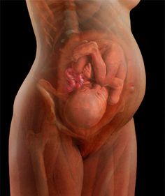 an image of a woman's stomach with her baby in it