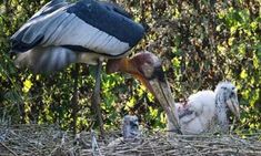 a large bird standing next to a baby bird