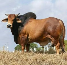 a brown cow standing on top of a dry grass field