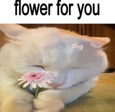 a white cat laying on top of a wooden floor holding a pink flower in it's mouth