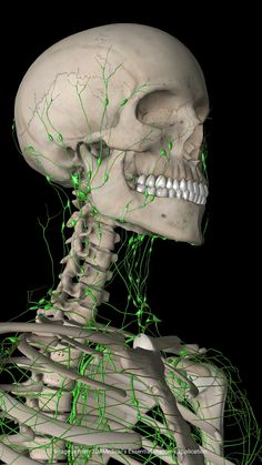 an image of the head and neck with green vines growing out of it's bones