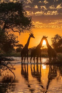 three giraffes are standing in the water at sunset