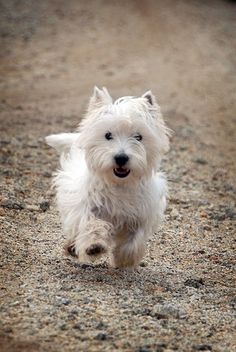 a small white dog running across a gravel road with its mouth open and tongue out