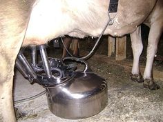 a cow is drinking from a metal tank