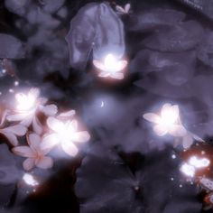 some white flowers floating in the water with light shining on them and dark purple background