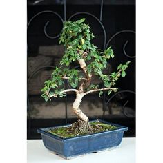 a bonsai tree in a blue pot on a table