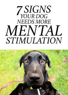 7 Signs Your Dog Needs More Mental Stimulation http://iheartdogs.com/7-signs-your-dog-needs-more-mental-stimulation/ Military Dog, Fu Dog, Dog Needs, Yellow Dog, Mental Stimulation