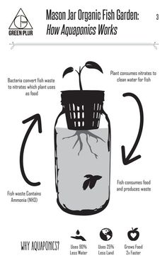 an info sheet describing how to use mason jar organic fish garden and how aquaponies work