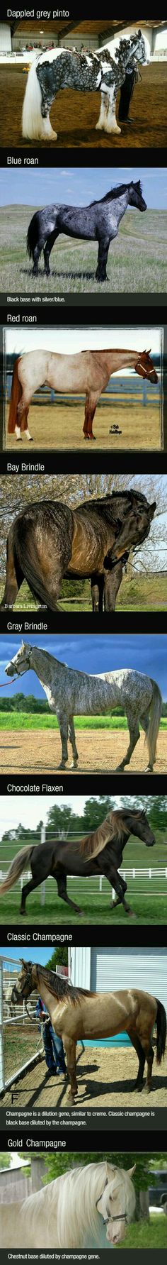 several different types of animals running in the grass