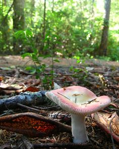 A wild mushroom in Fort Stevens State Park near Astoria, Oregon
photo by Oregon Parks and Recreation Oregon Coast Camping, Oregon State Parks, State Park Camping, Southern Oregon Coast, Astoria Oregon, Coos Bay, Pacific City