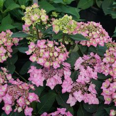 pink and green flowers are blooming in the garden