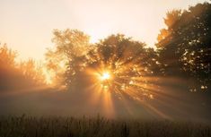 the sun shines brightly through the trees in the foggy morning sky over a field