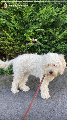 a small white dog with a leash on it's neck standing in front of some bushes