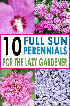 flowers with the words 10 full sun perennials for the lazy gardener